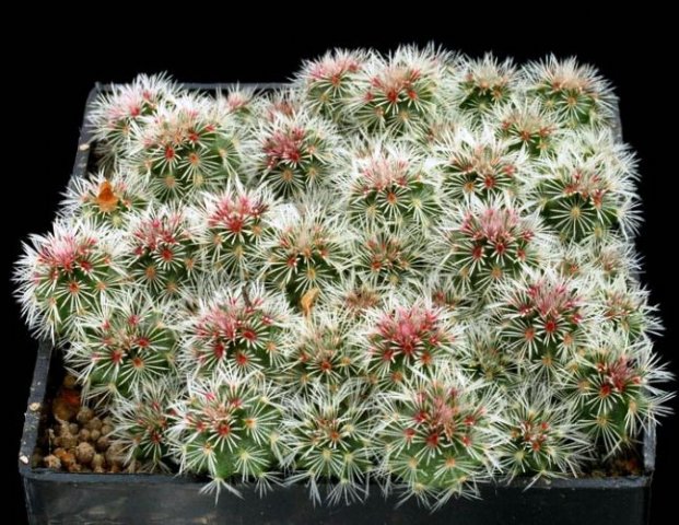 Echinocereus_rigidissimus_1